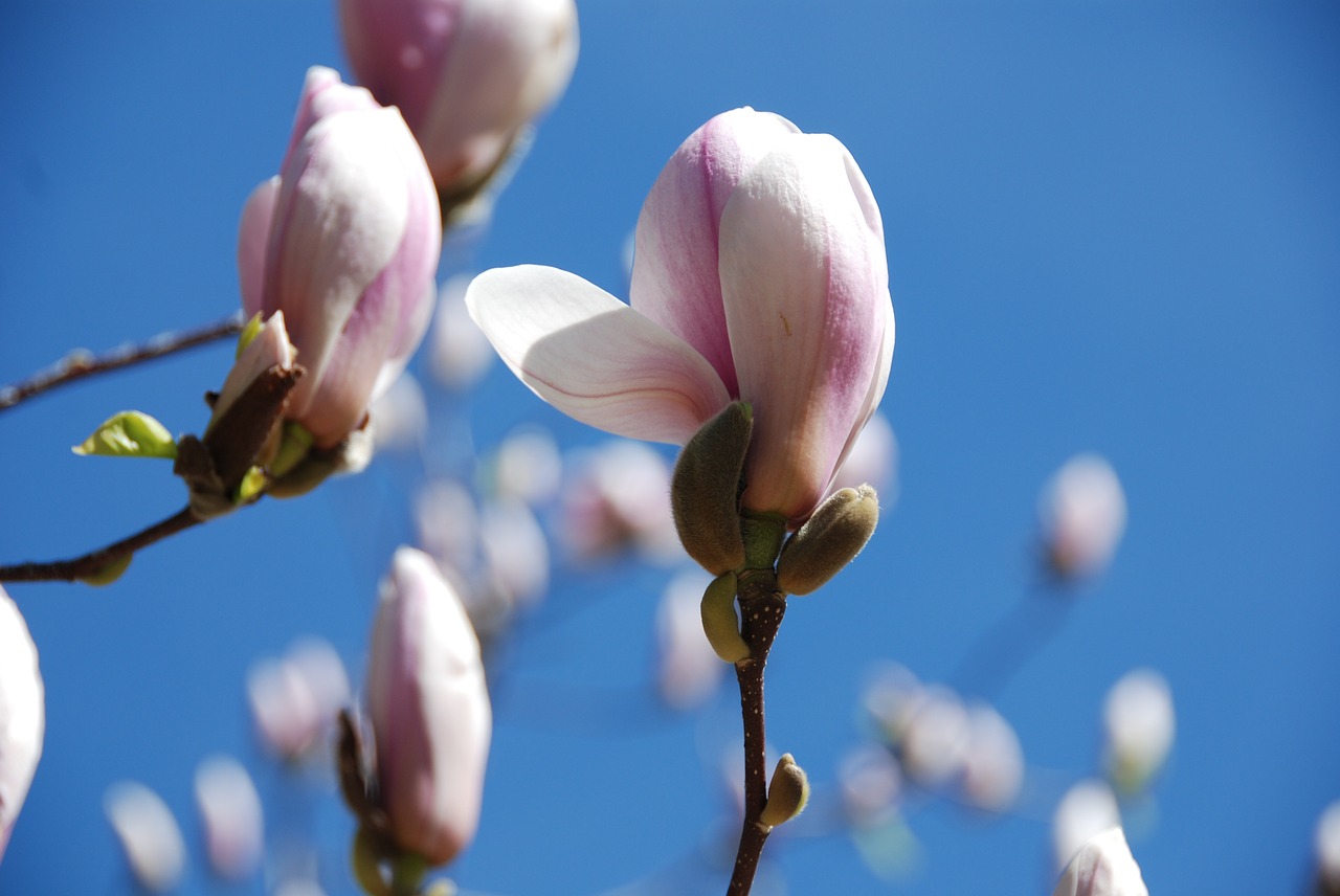 magnolia flowers bud free photo