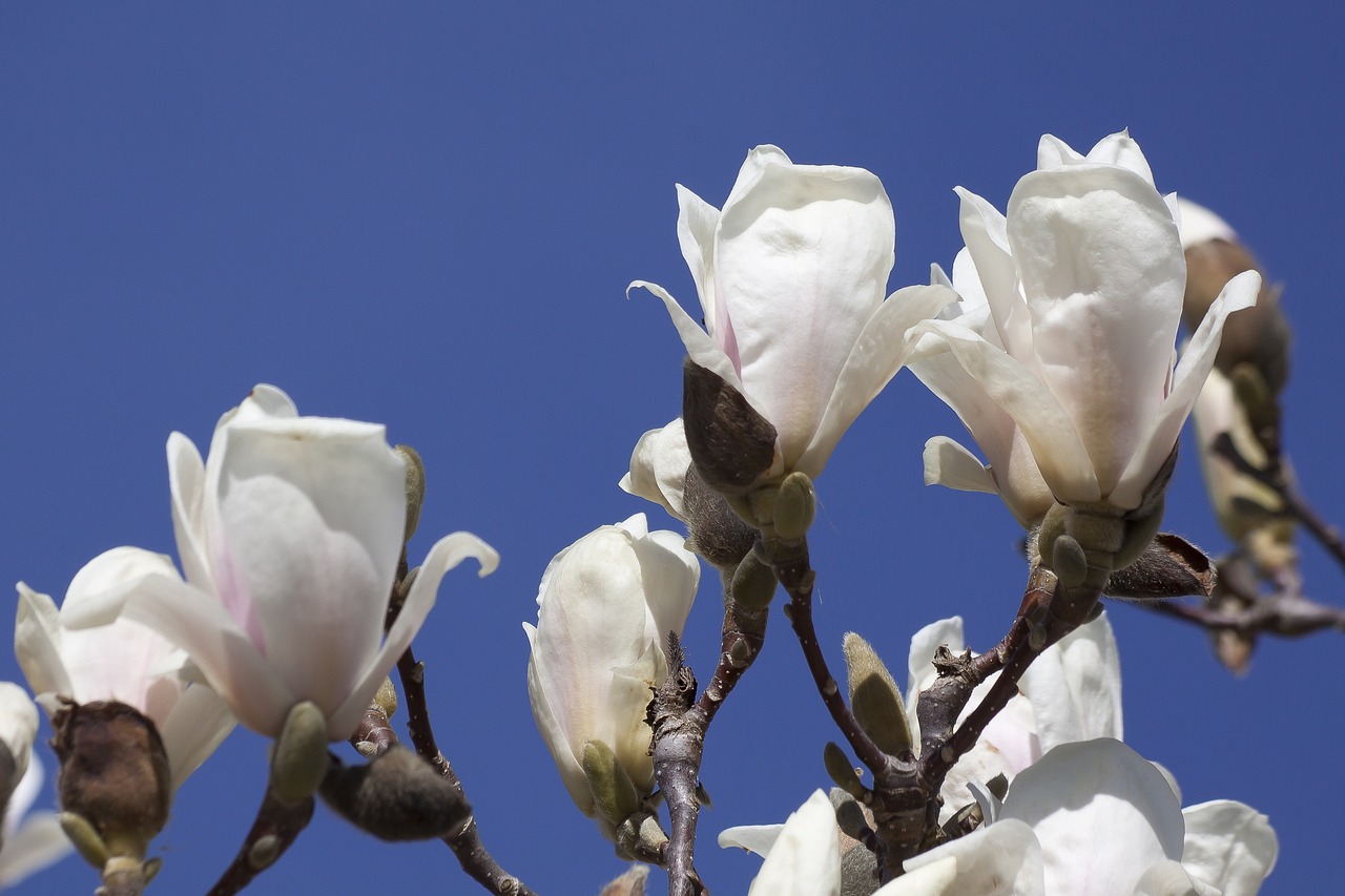 magnolia blossom bloom free photo