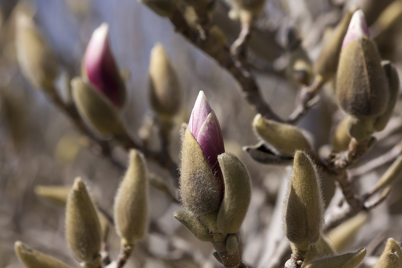 magnolia bud blossom free photo