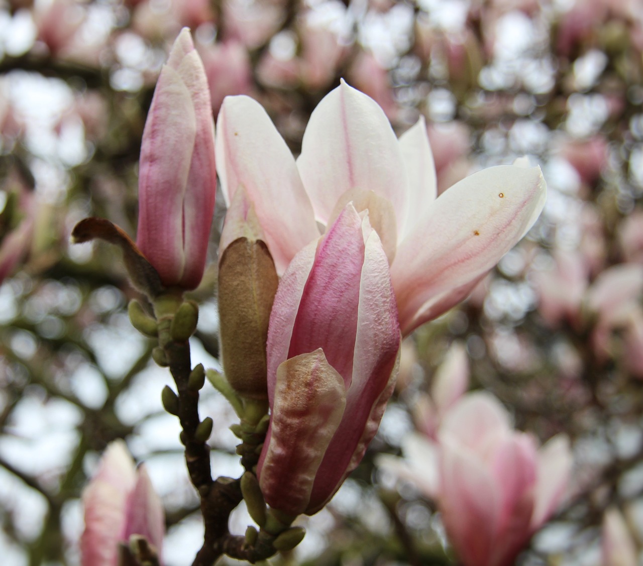 magnolia pink magnolia blossom free photo