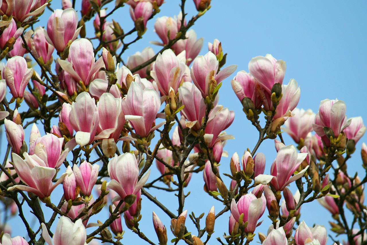 magnolia flourishing tree pink free photo