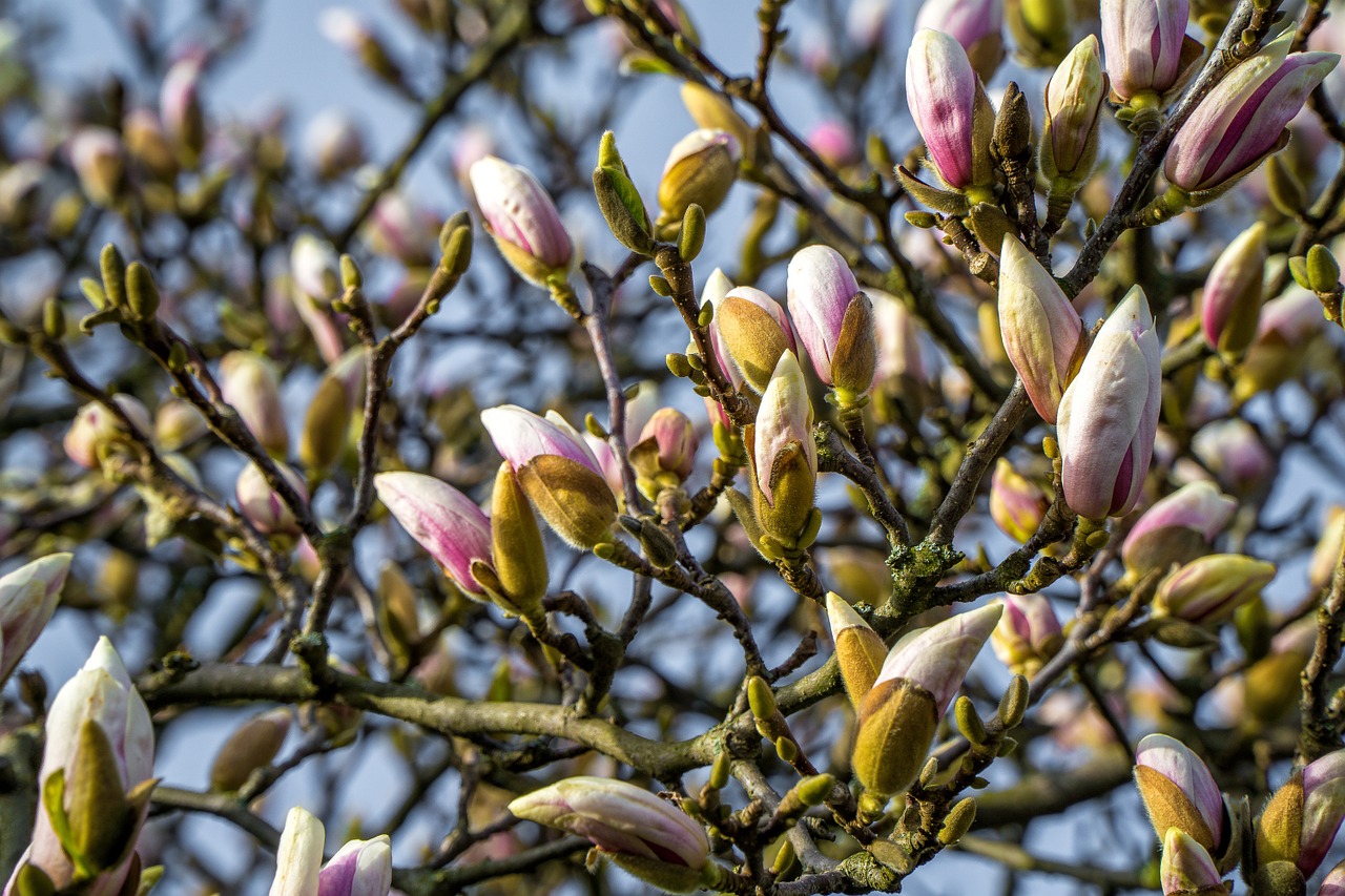 magnolia magnolia tree spring free photo