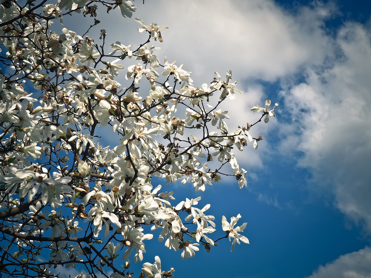 magnolia tree blossom free photo