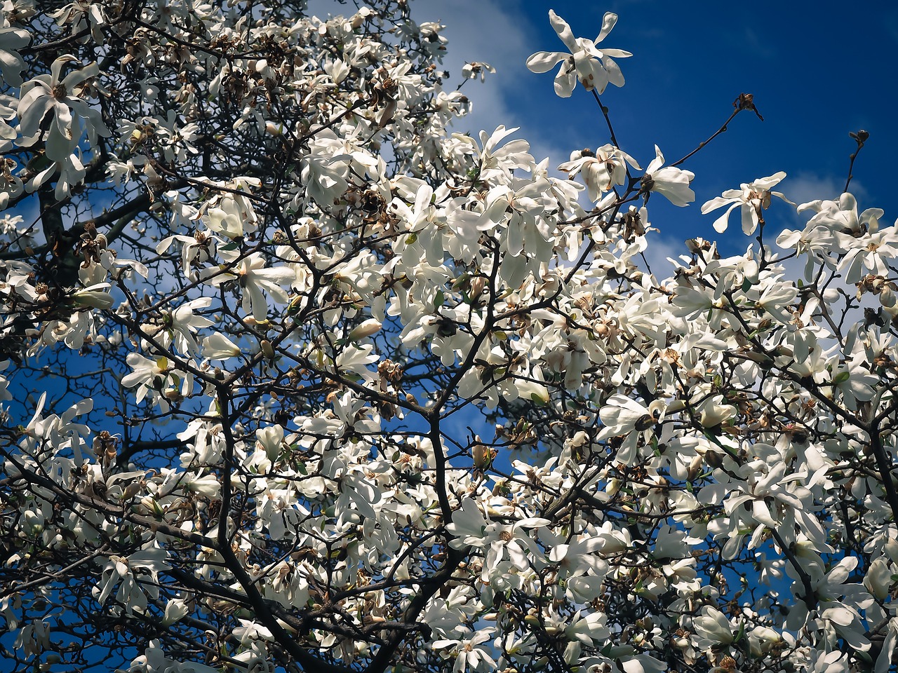 magnolia tree blossom free photo