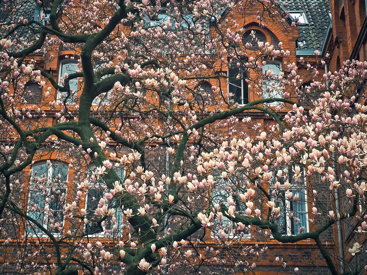 magnolia tree blossom free photo