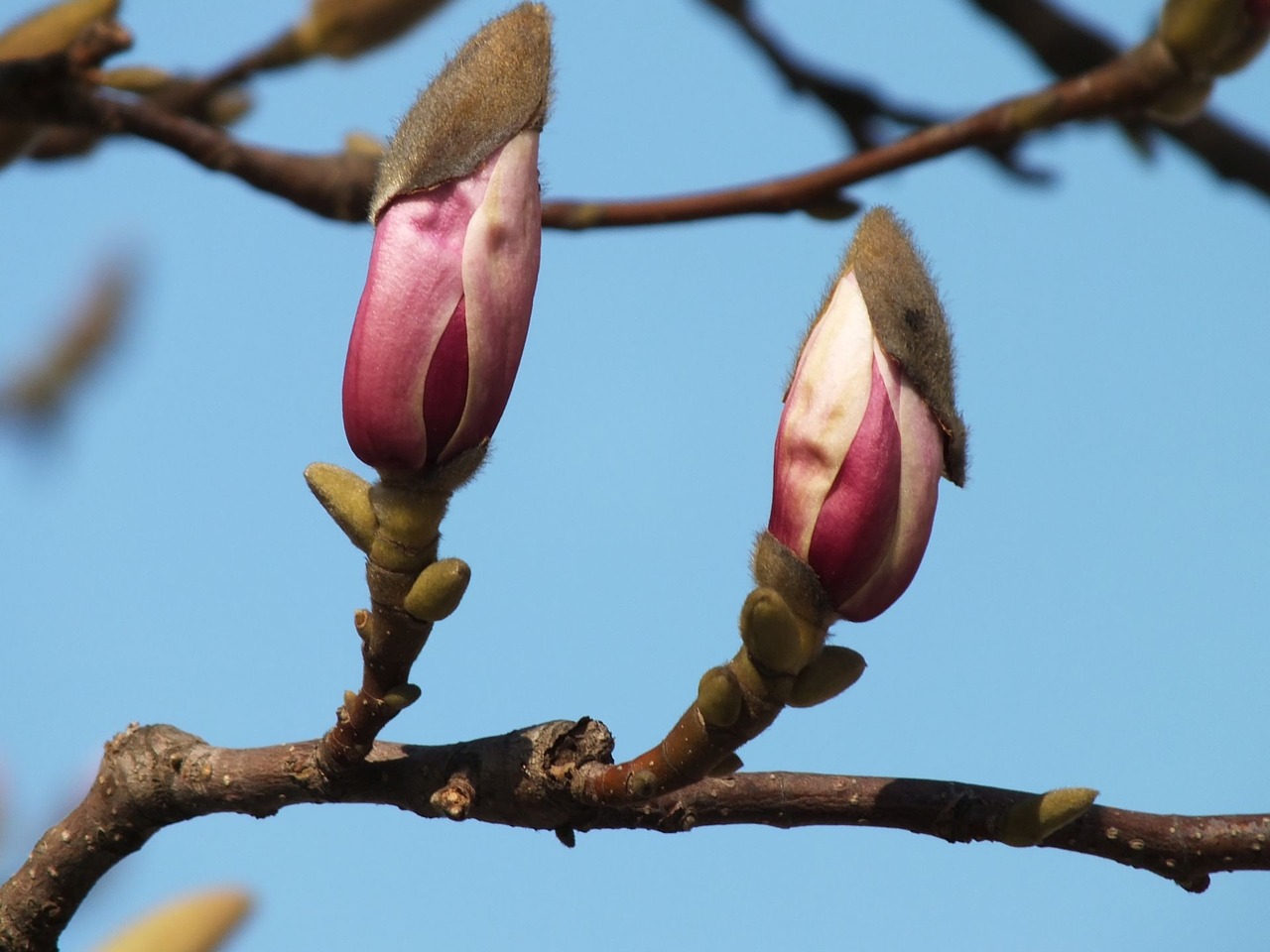 magnolia nature spring free photo