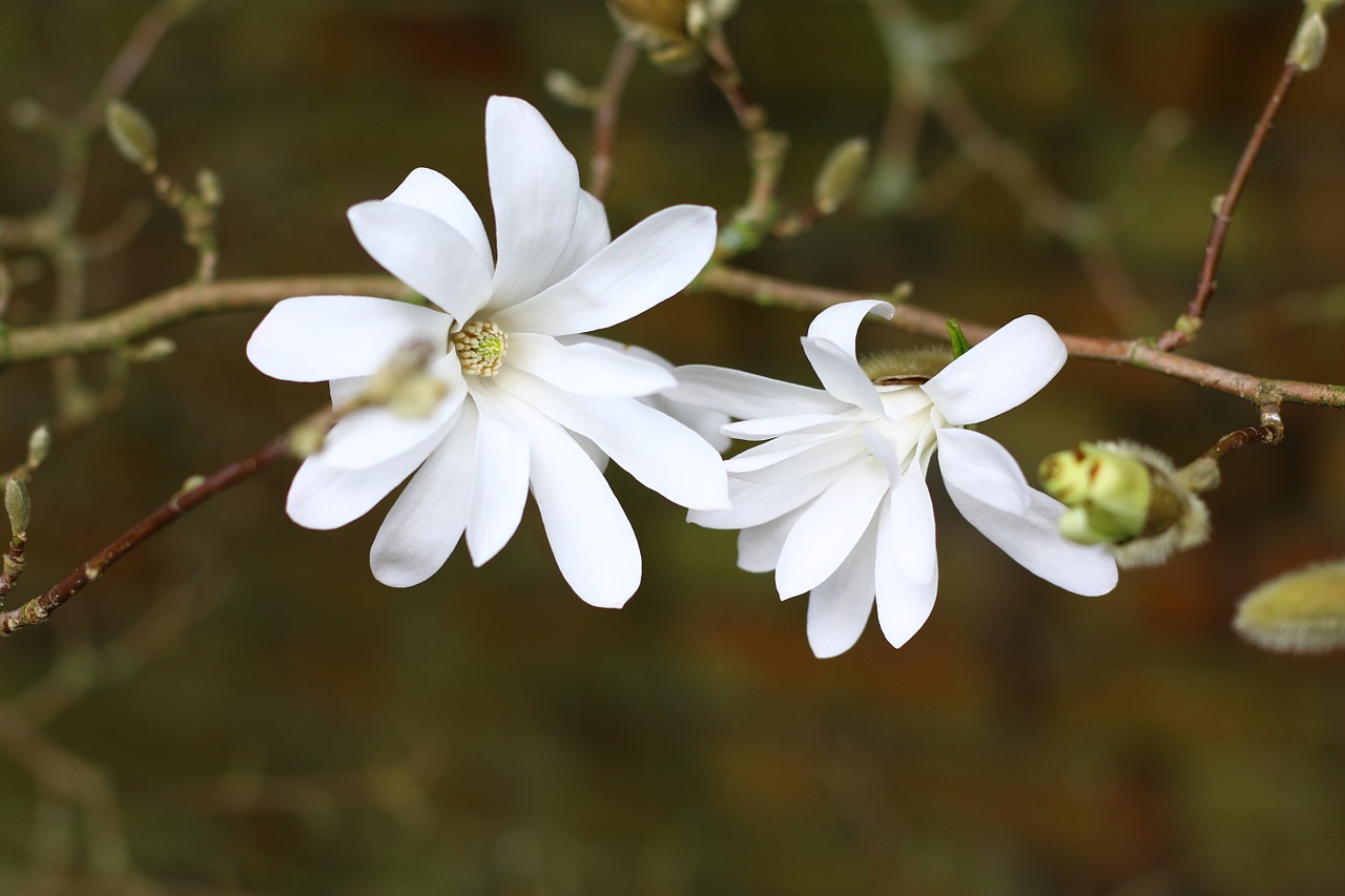 magnolia stellata tree free photo