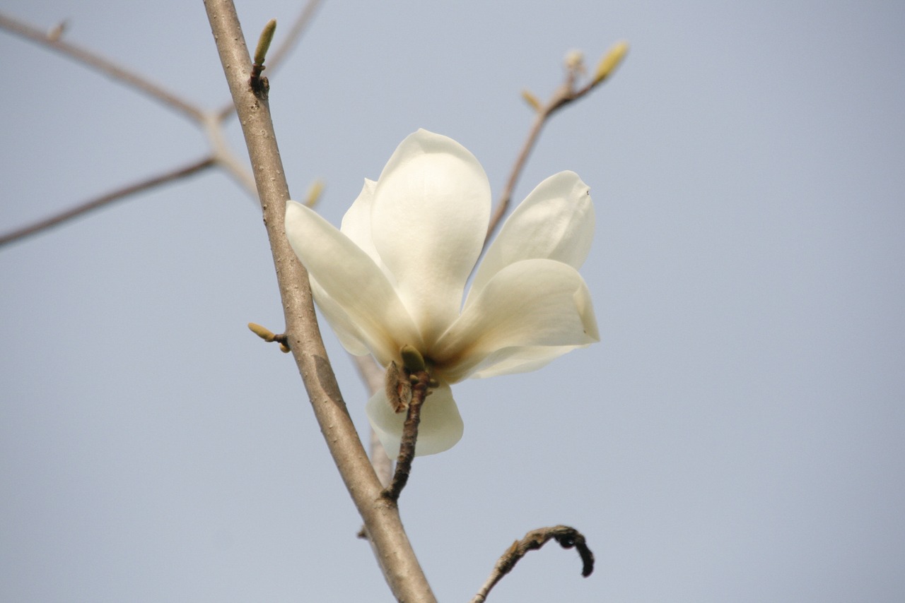 magnolia flowers white magnolia free photo