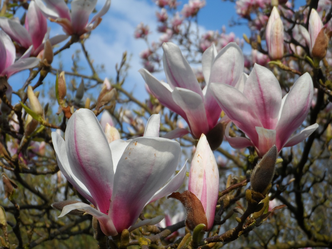 magnolia spring bloom free photo