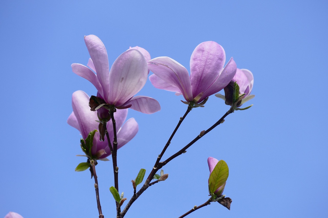 magnolia flower spring free photo