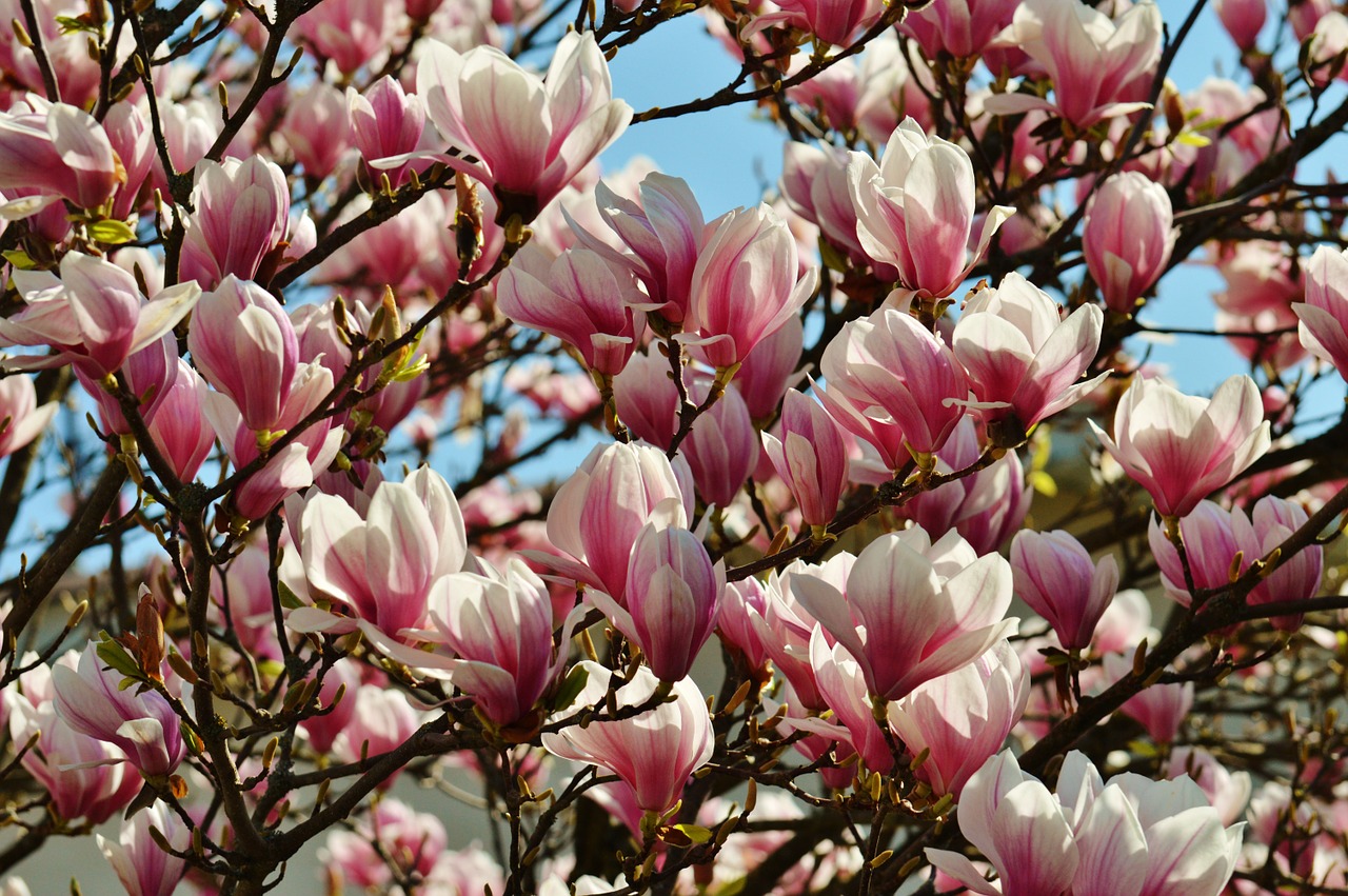 magnolia spring flowers free photo