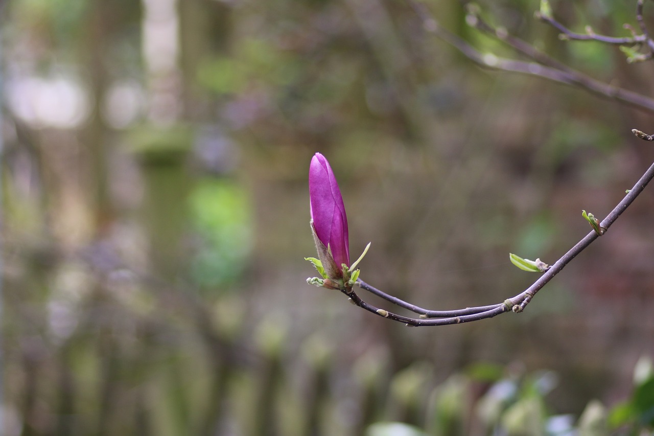 magnolia flower purple free photo