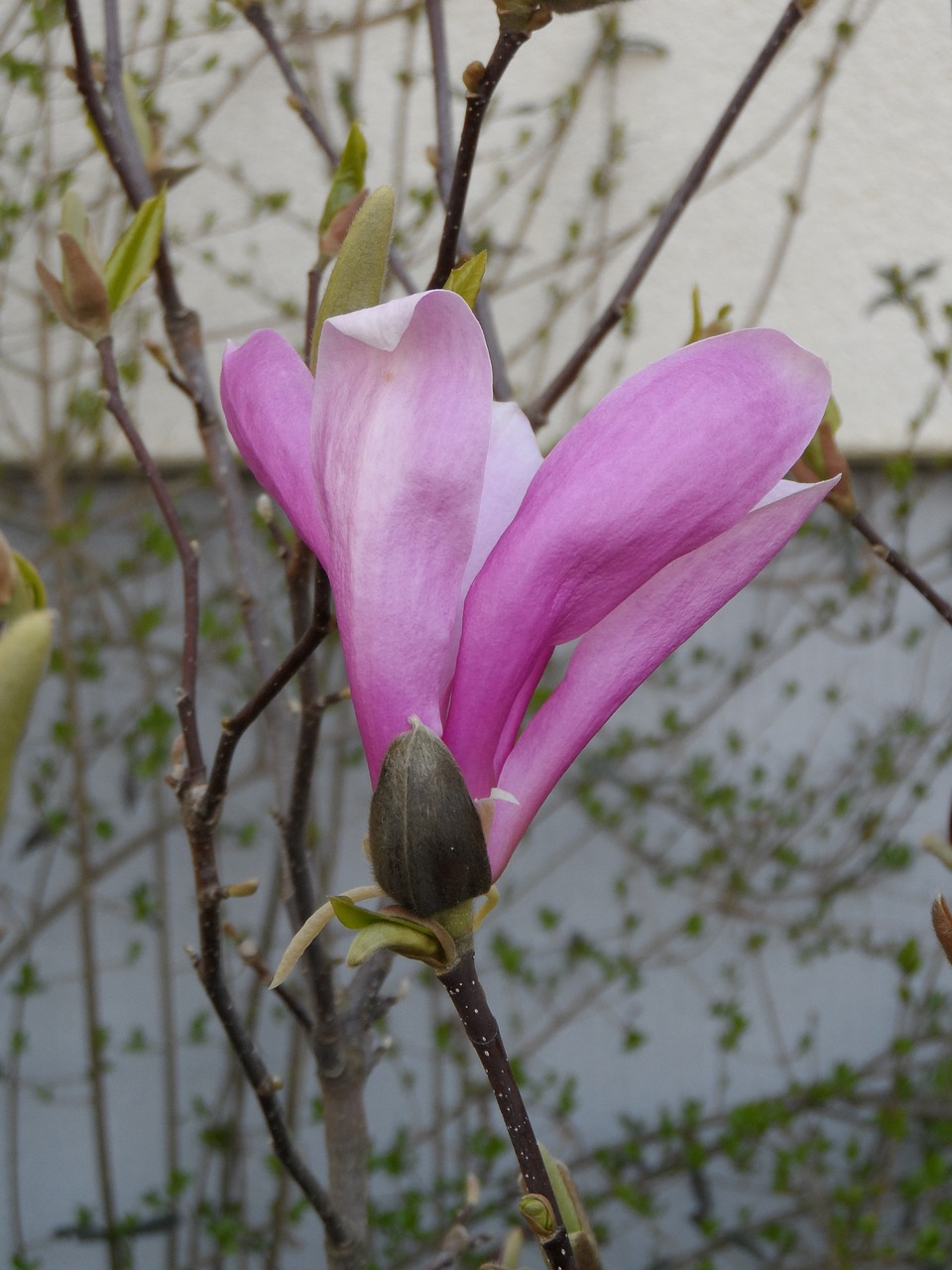 magnolia blossom bloom free photo