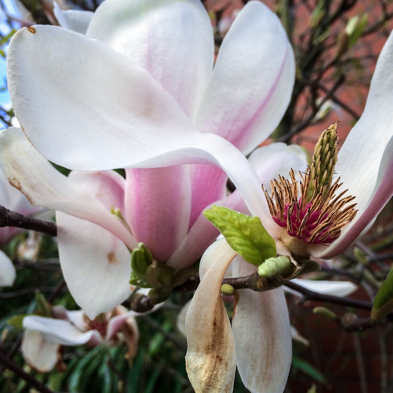 magnolia blossom bloom free photo