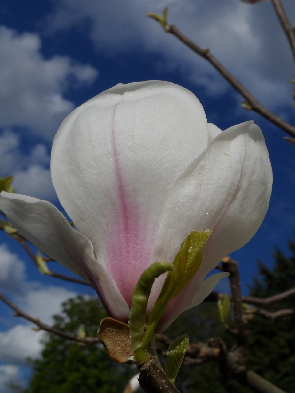 magnolia blossom bloom free photo