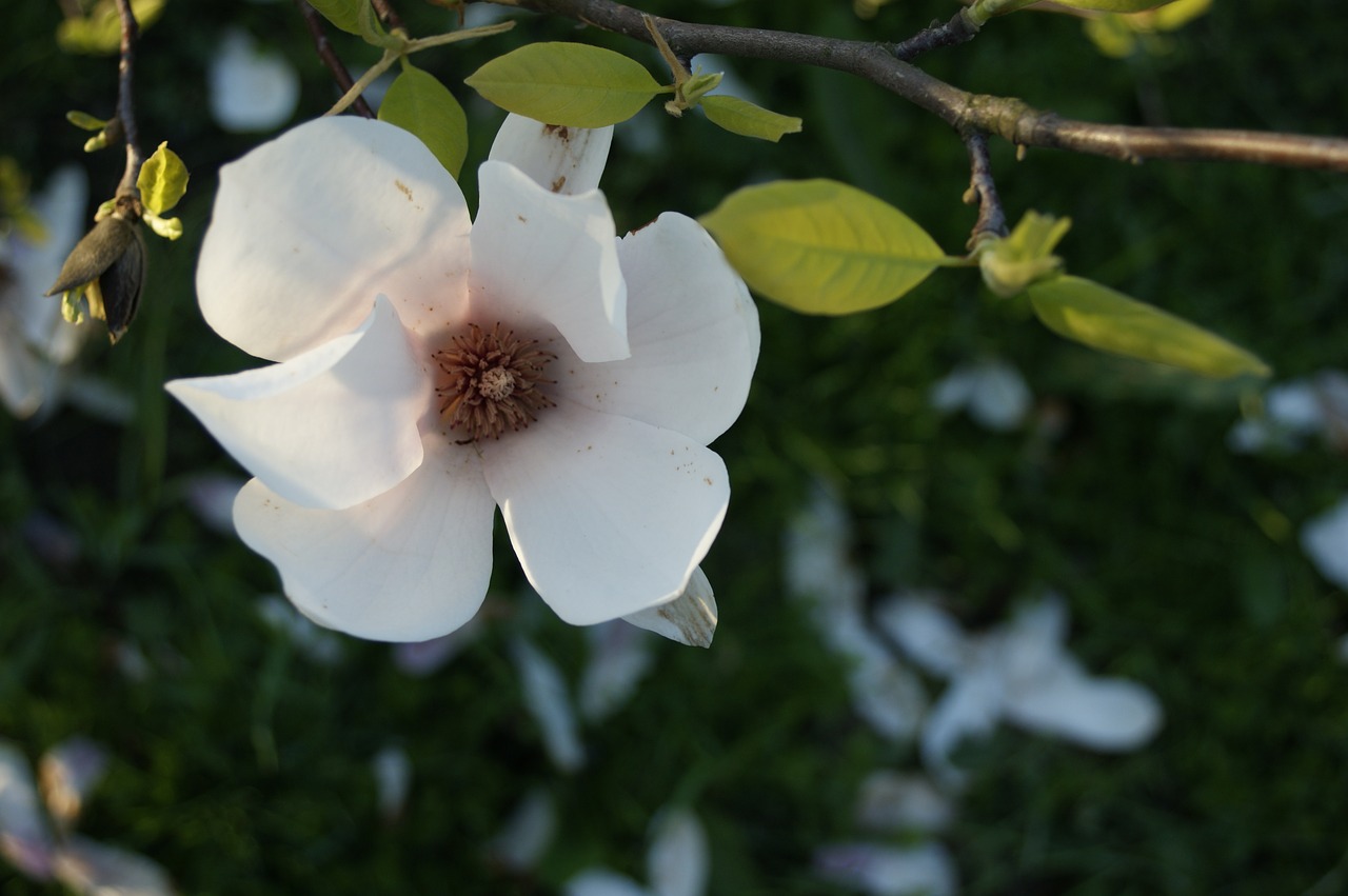 magnolia flower spring free photo