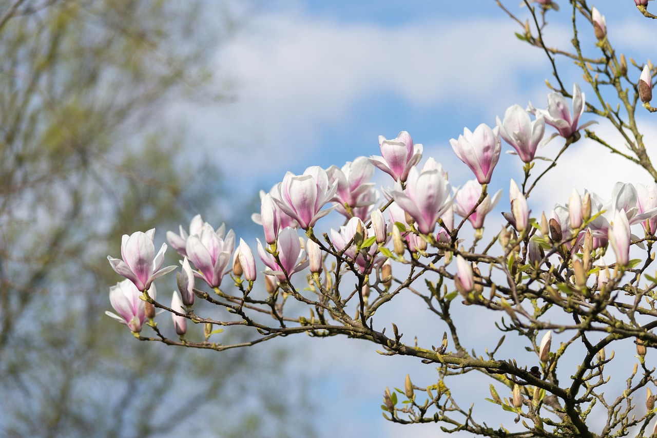 magnolia flower pink free photo