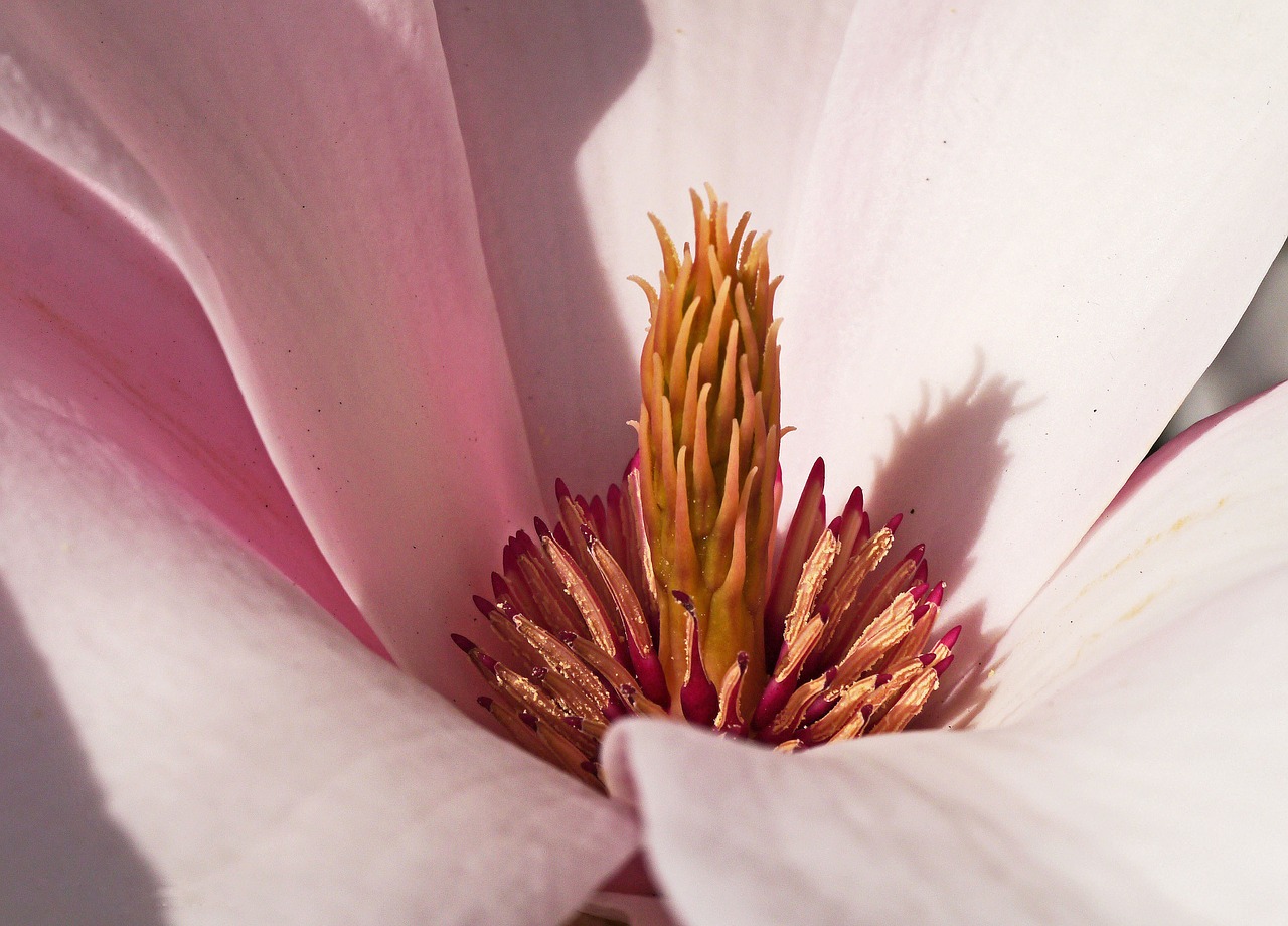 magnolia blossom bloom free photo