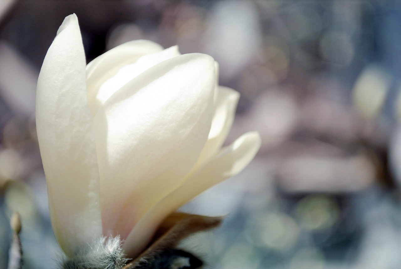 magnolia flower spring free photo
