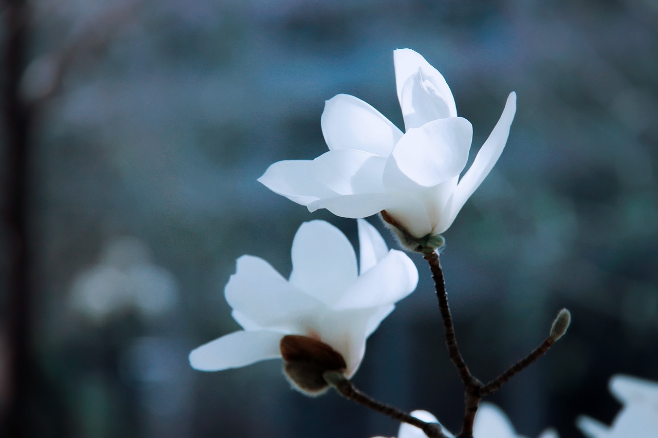 magnolia white ice spirit free photo