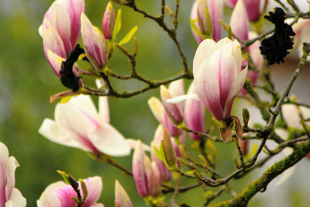 magnolia fragrant spring free photo