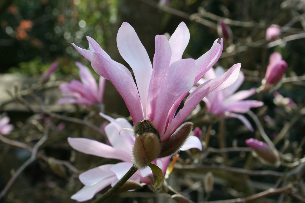 magnolia bloom spring free photo