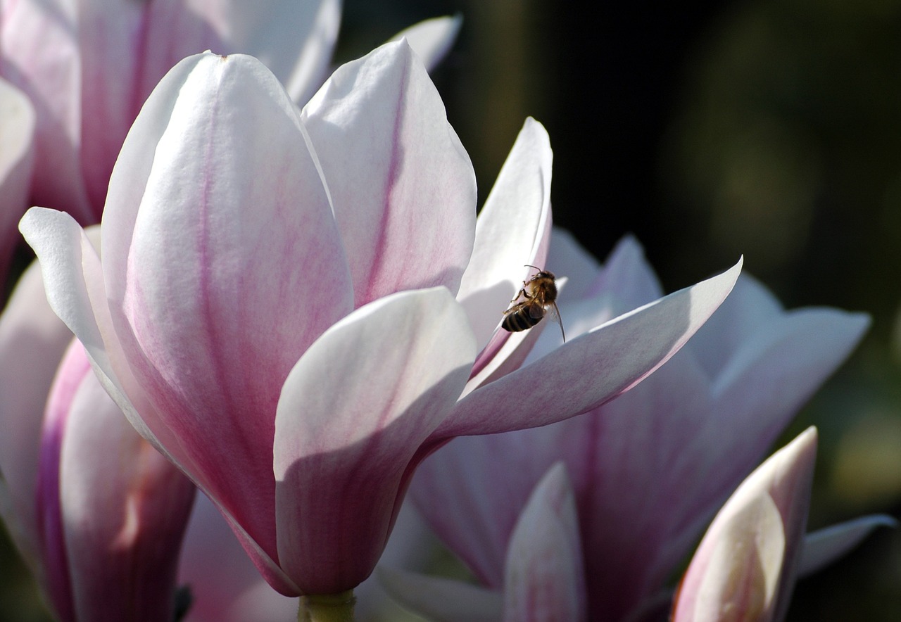 spring magnolia bee free photo