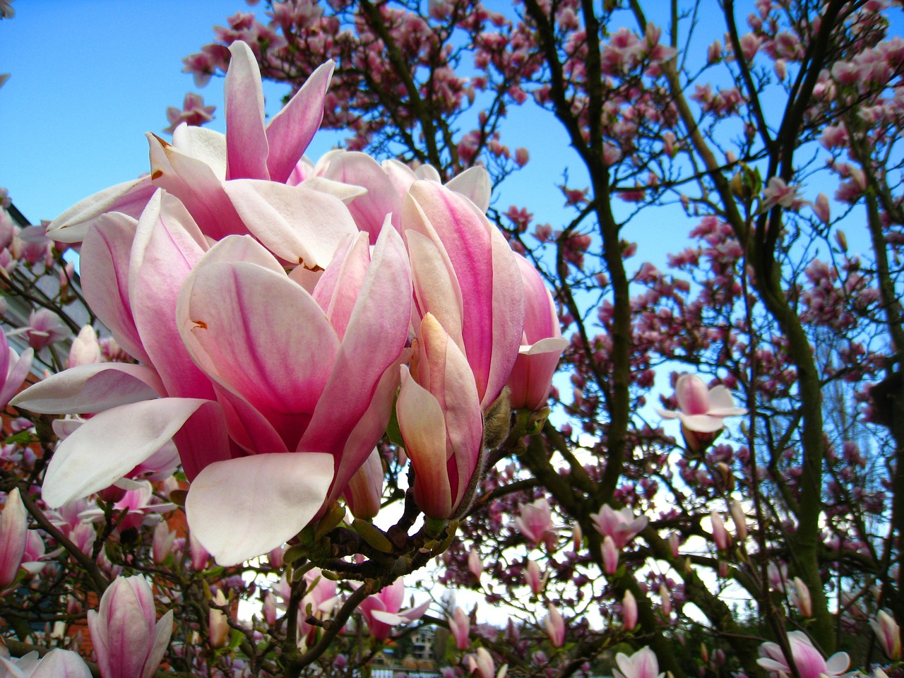 magnolia magnolia tree pink flower free photo