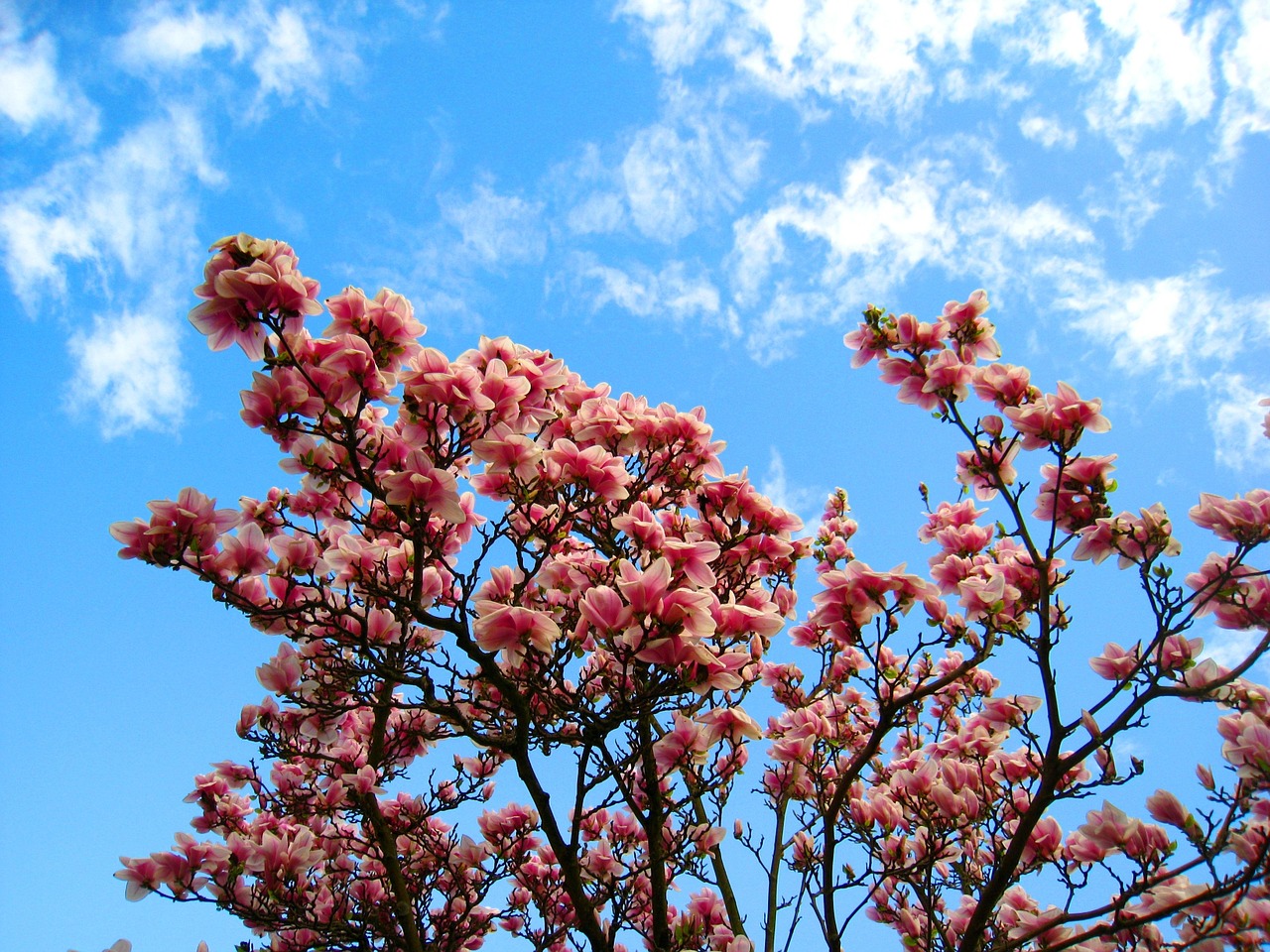 magnolia magnolia tree pink flower free photo