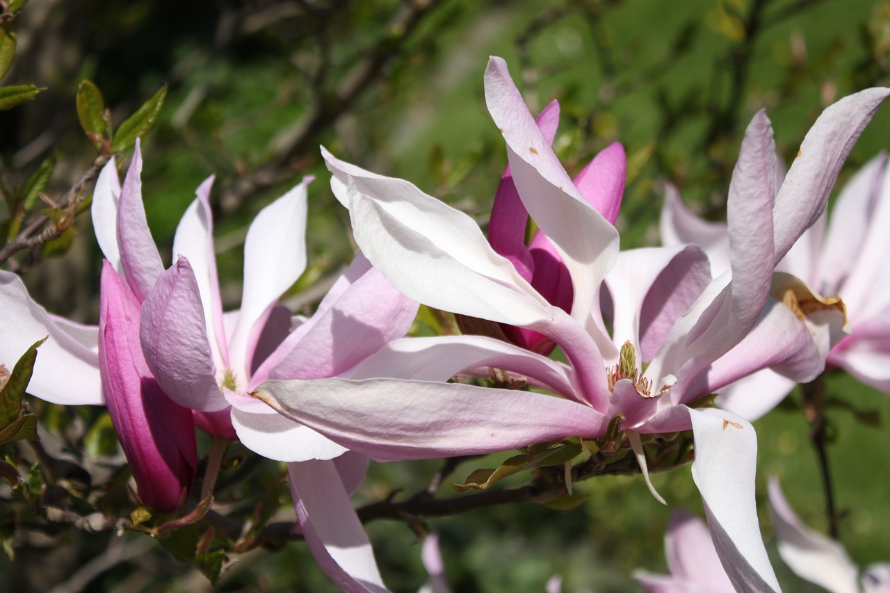 magnolia magnolia blossom macro free photo