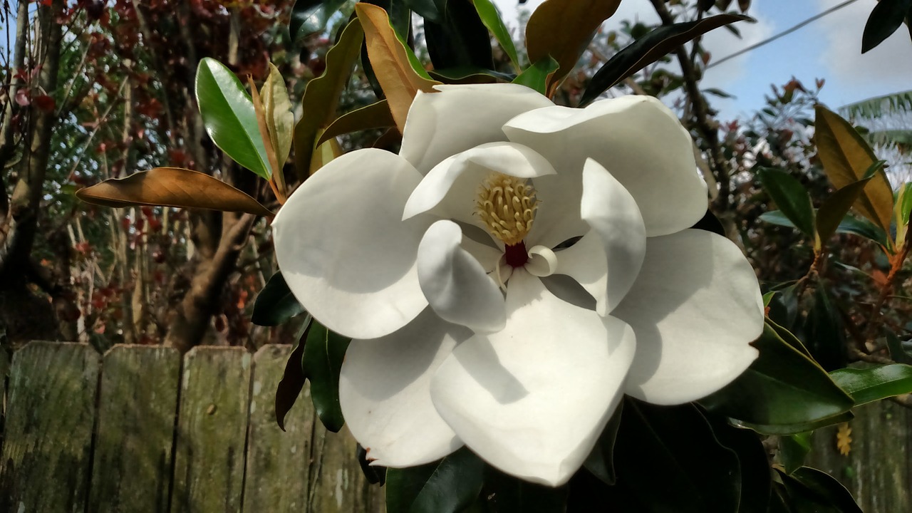 magnolia tree flower free photo