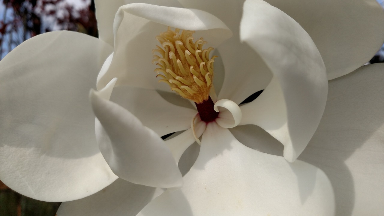 magnolia tree flower free photo