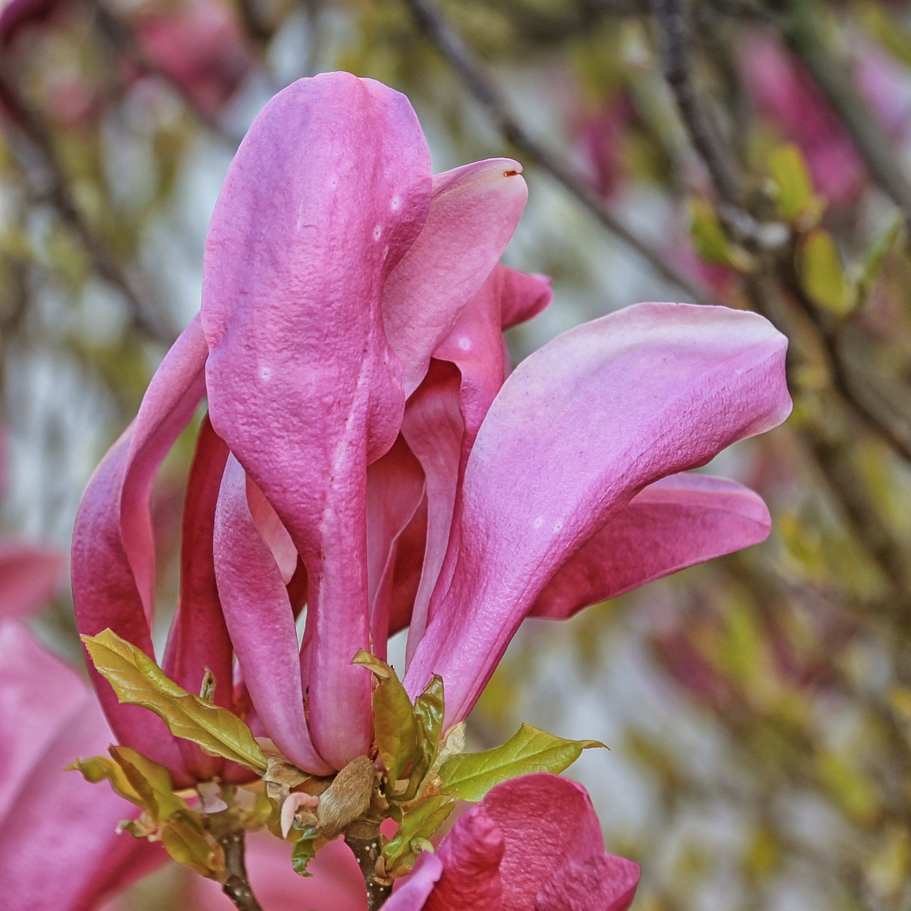 magnolia flowers spring free photo