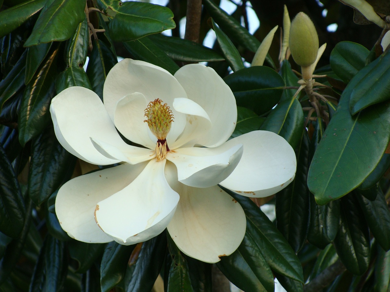 magnolia tree magnolia blossom free photo