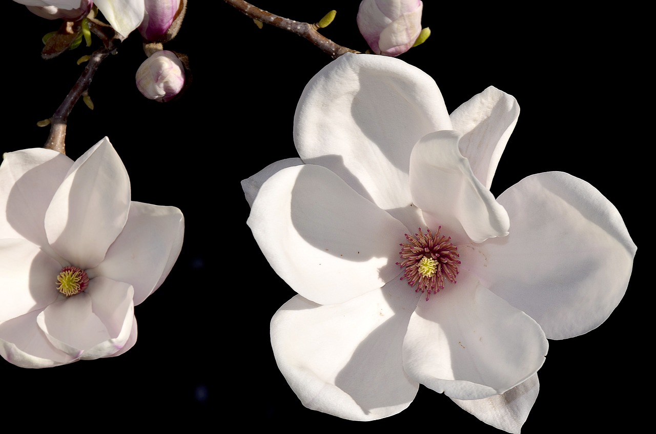 magnolia magnolia blossom rose flower free photo