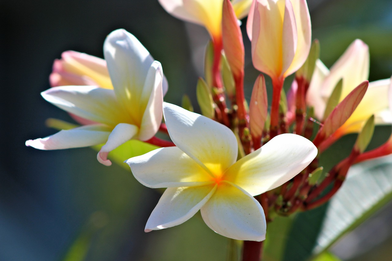 magnolia flower nature free photo