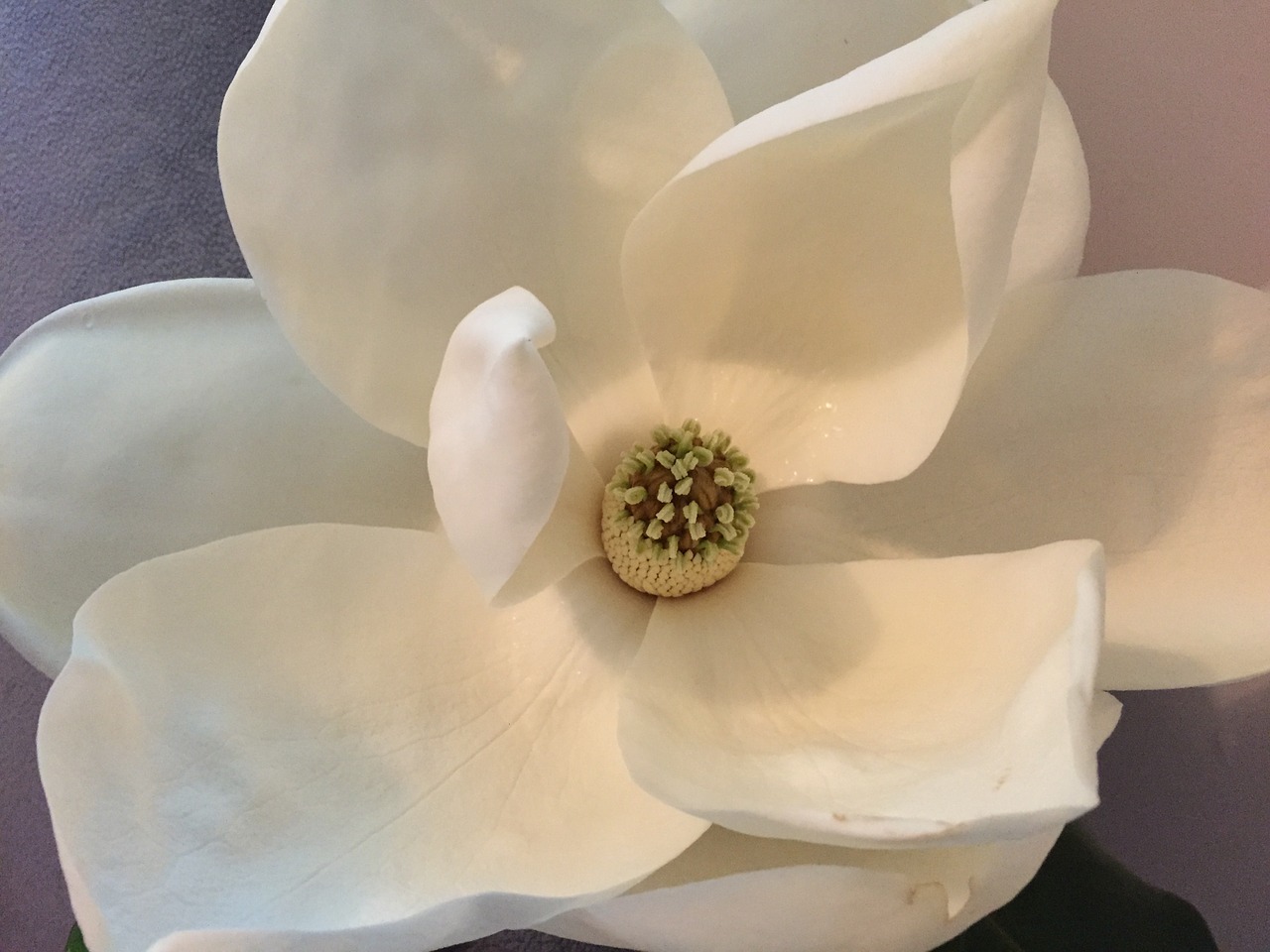 magnolia flower plant free photo