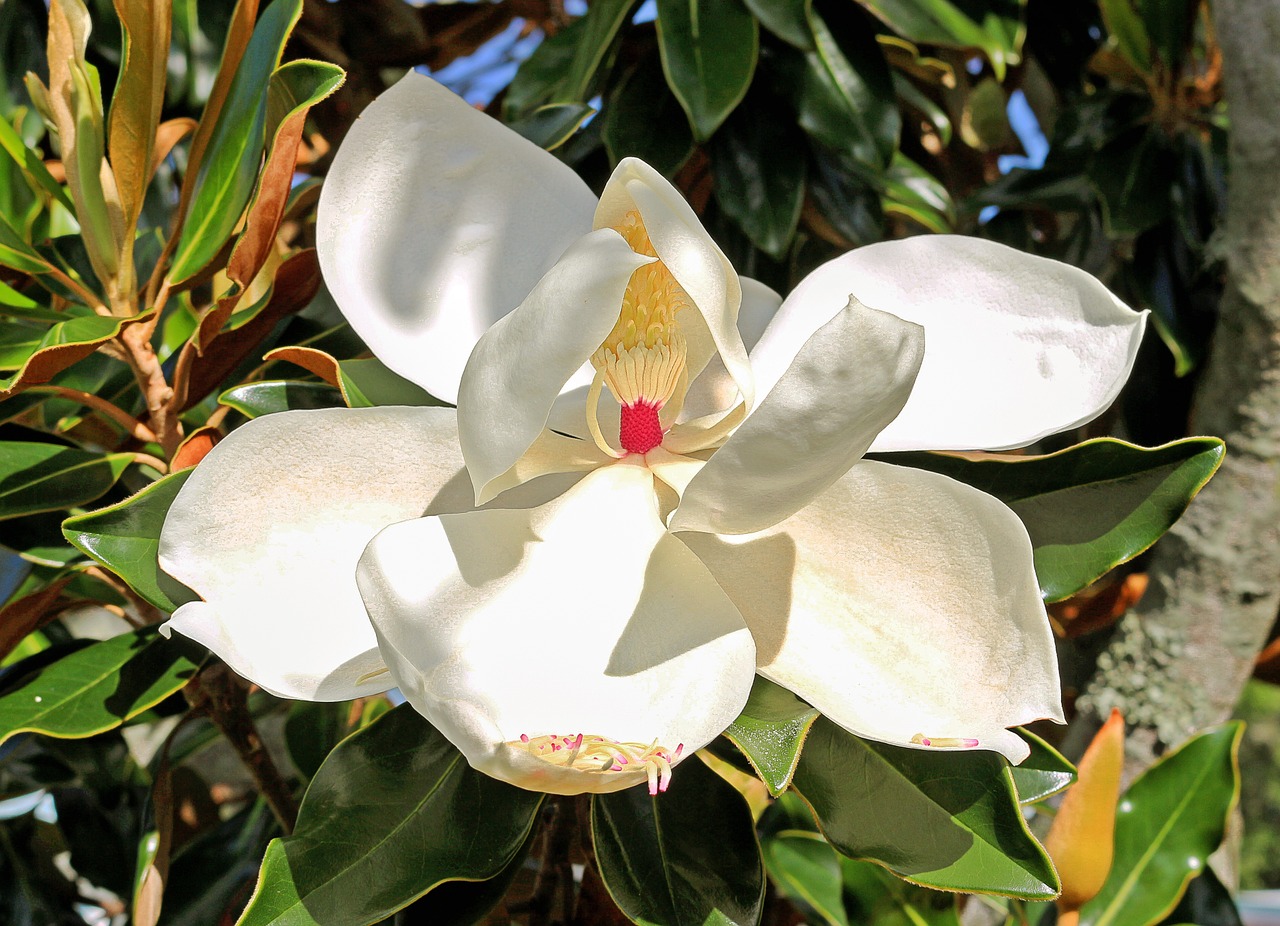 magnolia stamens flower free photo