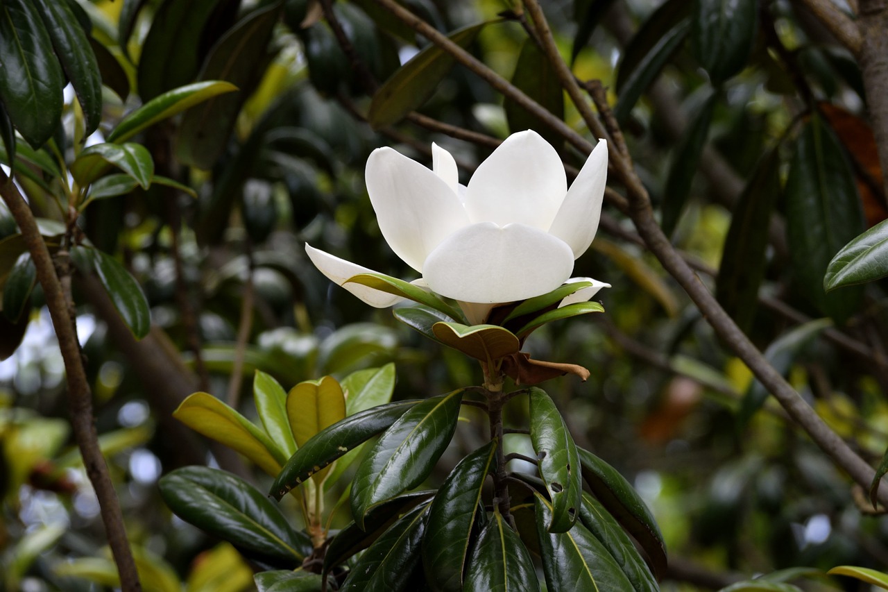 magnolia flower floral free photo