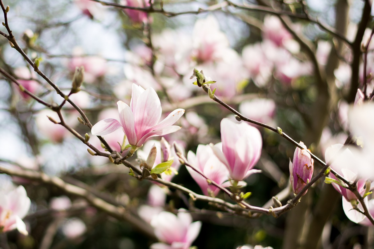 magnolia magnolia tree flowers free photo