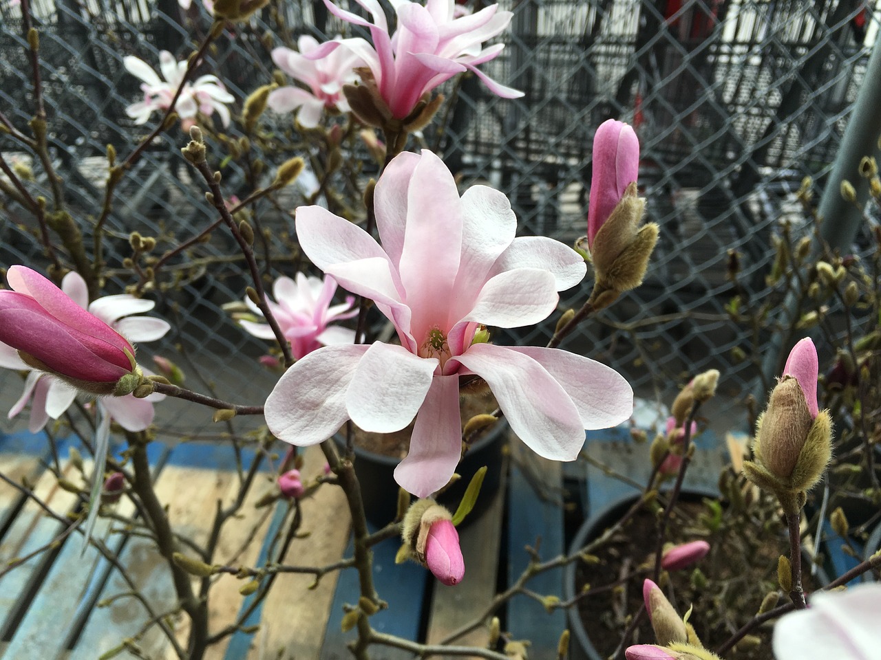 magnolia blossom flower free photo