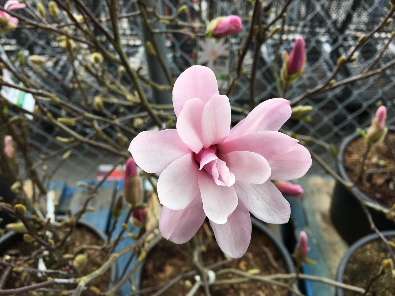 magnolia bloom flower free photo