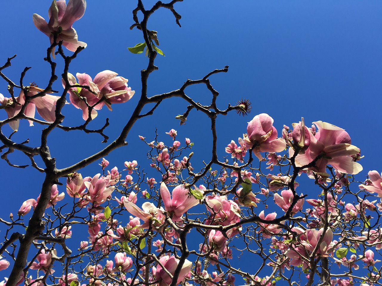 magnolia plant tree free photo