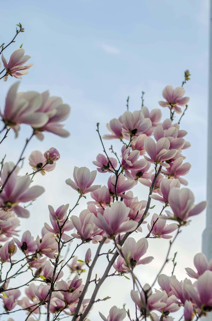 magnolia sky tree free photo