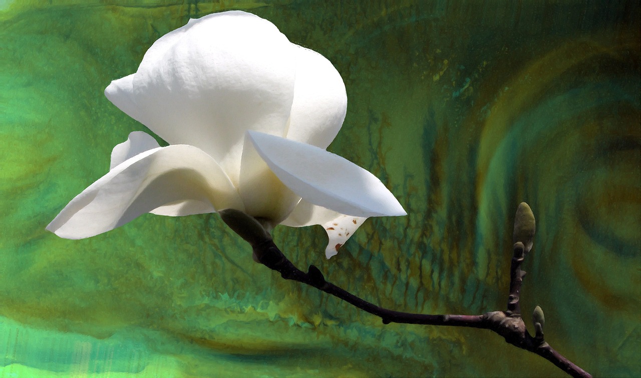 magnolia white branch free photo