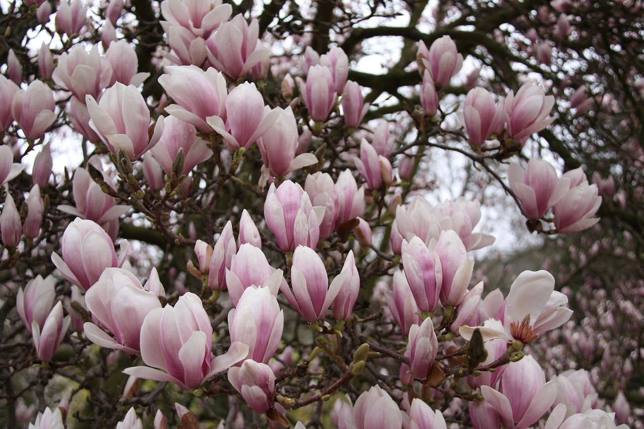 magnolia bloom dissolved free photo