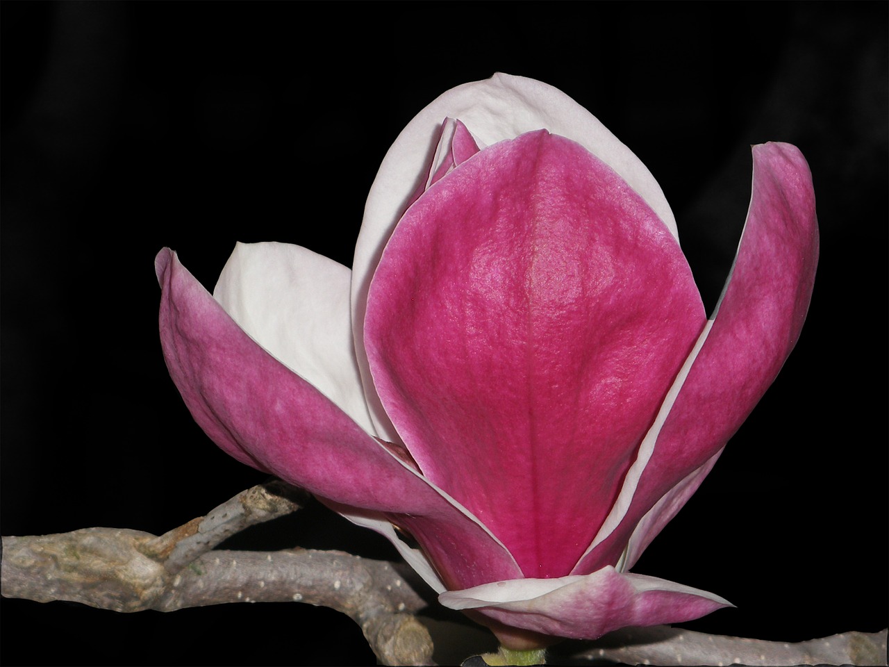 magnolia flower branch free photo