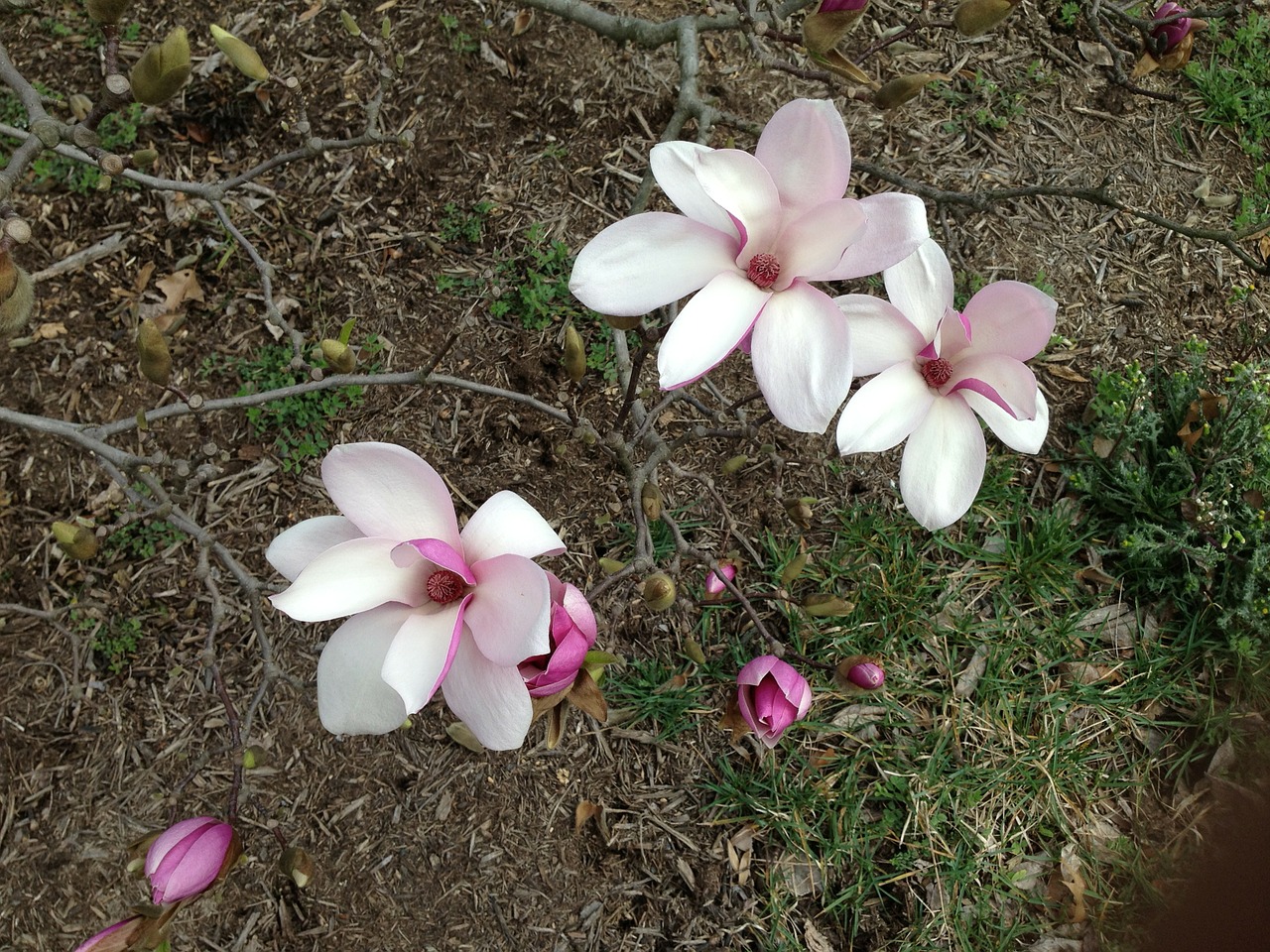 magnolia floral plant free photo