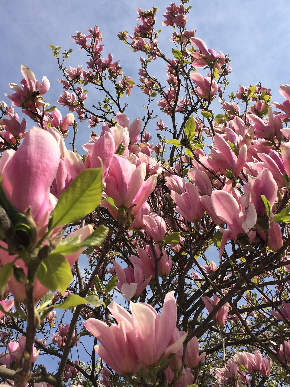 magnolia flower tree free photo