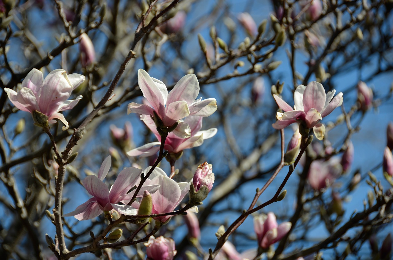 magnolia flowers spring free photo